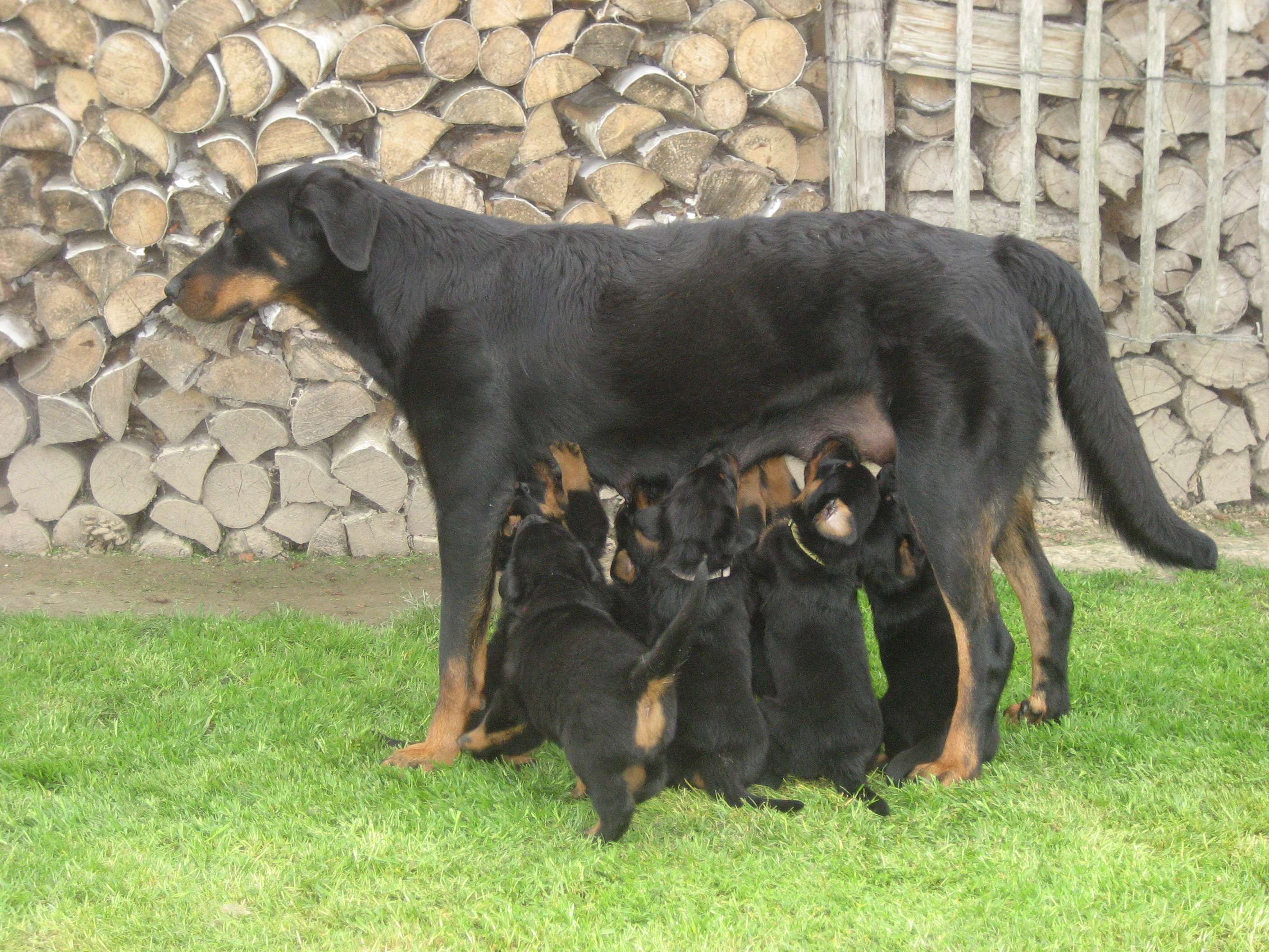 bog 1