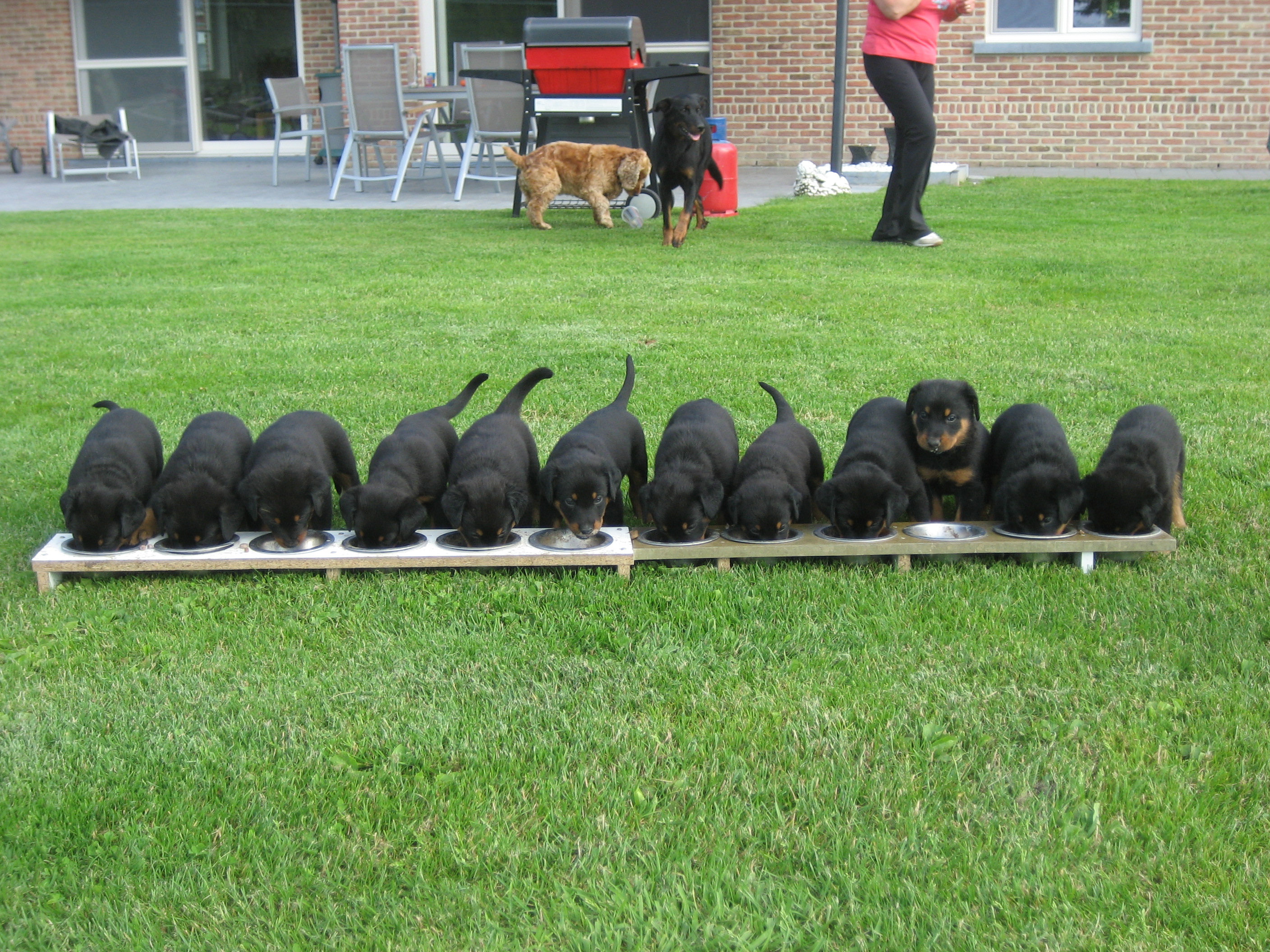 bog 1
