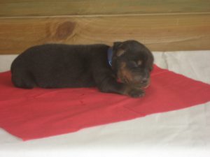 donker blauwe reu 1 week oud (2)