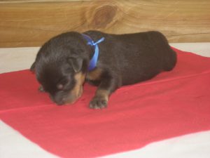 donker blauwe teef 1 week oud (2)