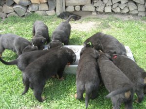 pups aan het eten (4)